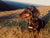 Lily the sausage dog on her Malvern Hills walk